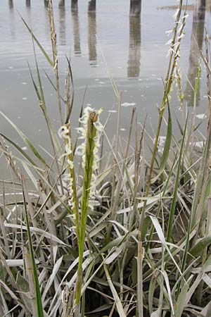 Sporobolus anglicus \ Salz-Schlickgras / Common Cord-Grass, NL Cadzand-Bad 11.8.2015