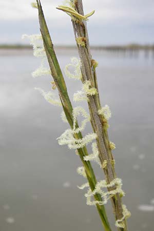 Sporobolus anglicus \ Salz-Schlickgras / Common Cord-Grass, NL Cadzand-Bad 11.8.2015