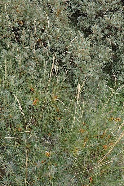 Festuca rubra subsp. arenaria \ Dnen-Rot-Schwingel / Sand Red Fescue, NL Nieuw-Haamstede 9.8.2015