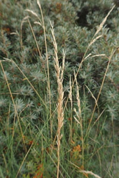 Festuca rubra subsp. arenaria \ Dnen-Rot-Schwingel / Sand Red Fescue, NL Nieuw-Haamstede 9.8.2015