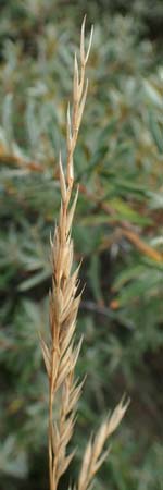 Festuca rubra subsp. arenaria \ Dnen-Rot-Schwingel / Sand Red Fescue, NL Nieuw-Haamstede 9.8.2015