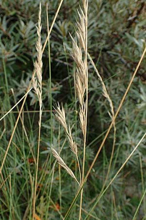 Festuca rubra subsp. arenaria \ Dnen-Rot-Schwingel / Sand Red Fescue, NL Nieuw-Haamstede 9.8.2015