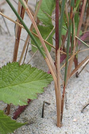 Festuca rubra subsp. arenaria \ Dnen-Rot-Schwingel / Sand Red Fescue, NL Nieuw-Haamstede 9.8.2015