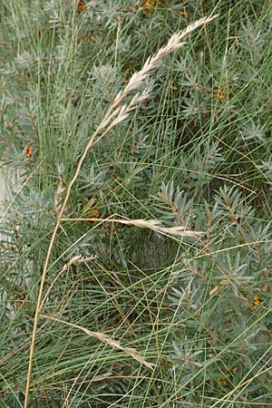 Festuca rubra subsp. arenaria \ Dnen-Rot-Schwingel / Sand Red Fescue, NL Nieuw-Haamstede 9.8.2015