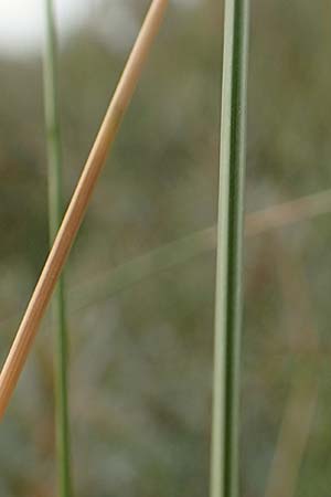 Festuca rubra subsp. arenaria \ Dnen-Rot-Schwingel / Sand Red Fescue, NL Nieuw-Haamstede 9.8.2015