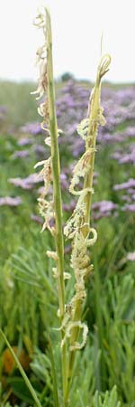 Sporobolus anglicus \ Salz-Schlickgras / Common Cord-Grass, NL Cadzand-Bad 11.8.2015