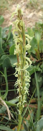 Sporobolus anglicus \ Salz-Schlickgras / Common Cord-Grass, NL Cadzand-Bad 11.8.2015