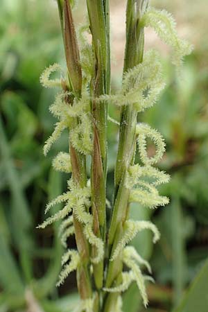 Sporobolus anglicus \ Salz-Schlickgras / Common Cord-Grass, NL Cadzand-Bad 11.8.2015