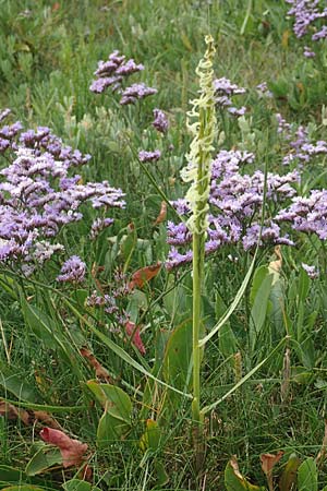 Sporobolus anglicus \ Salz-Schlickgras / Common Cord-Grass, NL Cadzand-Bad 11.8.2015