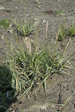 Sporobolus anglicus \ Salz-Schlickgras / Common Cord-Grass, NL Colijnsplaat 13.8.2015