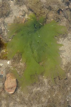 Ulvales spec2 ? \ Gr�n-Alge / Green Algae, NL Veere 14.8.2015