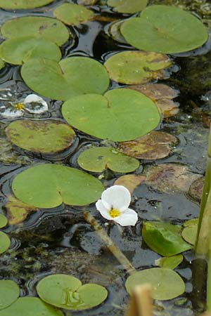 Hydrocharis morsus-ranae \ Froschbiss / Frogbit, NL Zierikzee 12.8.2015
