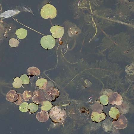 Hydrocharis morsus-ranae \ Froschbiss / Frogbit, NL Zierikzee 12.8.2015