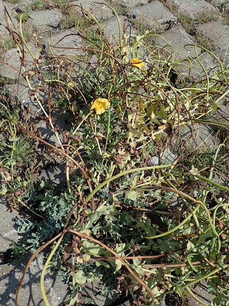 Glaucium flavum \ Gelber Hornmohn / Yellow Horned Poppy, NL Zierikzee 12.8.2015