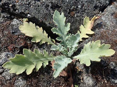 Glaucium flavum \ Gelber Hornmohn / Yellow Horned Poppy, NL Colijnsplaat 13.8.2015