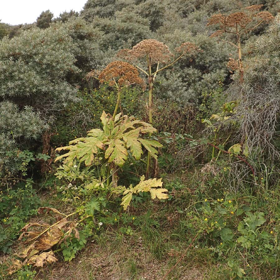 Heracleum sosnowskyi ? \ Sosnowskys B�renklau / Sosnowsky'sHogweed, NL Cadzand-Bad 11.8.2015