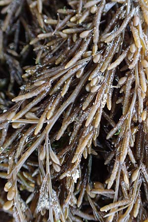 Sargassum muticum \ Japanischer Beeren-Tang, NL Neeltje Jans 10.8.2015
