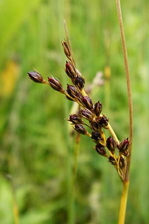 Juncus gerardii \ Bodden-Binse, Salz-Binse / Saltmeadow Rush, NL Cadzand-Bad 11.8.2015