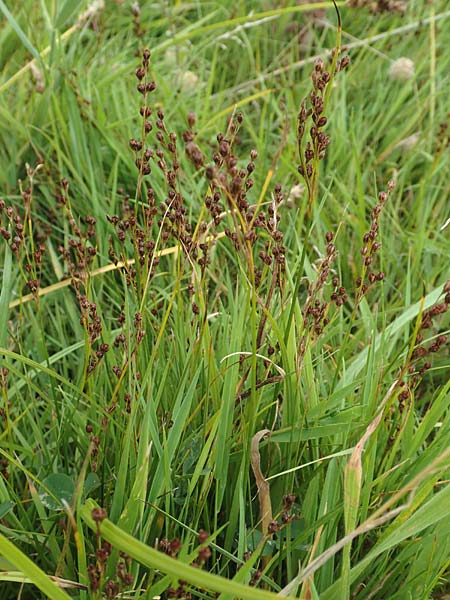 Juncus gerardii \ Bodden-Binse, Salz-Binse / Saltmeadow Rush, NL Veere 14.8.2015