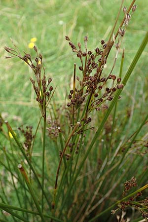 Juncus anceps \ Zweischneidige Binse / Two-Headed Rush, NL Zierikzee 12.8.2015