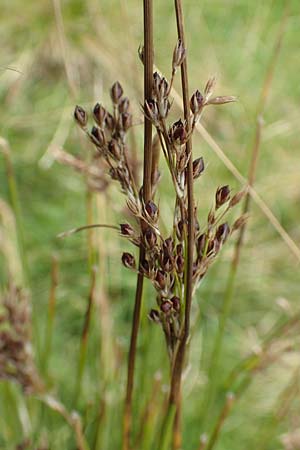 Juncus anceps \ Zweischneidige Binse / Two-Headed Rush, NL Zierikzee 12.8.2015