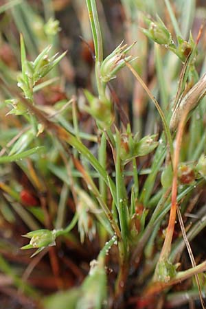 Juncus ranarius \ Frosch-Binse / Frog Rush, NL St. Philipsland 14.8.2015