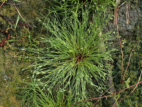 Juncus ranarius \ Frosch-Binse / Frog Rush, NL St. Philipsland 14.8.2015