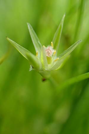 Juncus ranarius \ Frosch-Binse / Frog Rush, NL St. Philipsland 14.8.2015