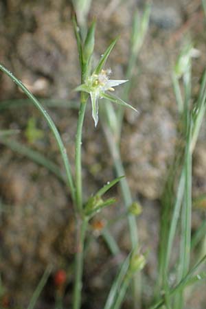 Juncus ranarius \ Frosch-Binse / Frog Rush, NL St. Philipsland 14.8.2015