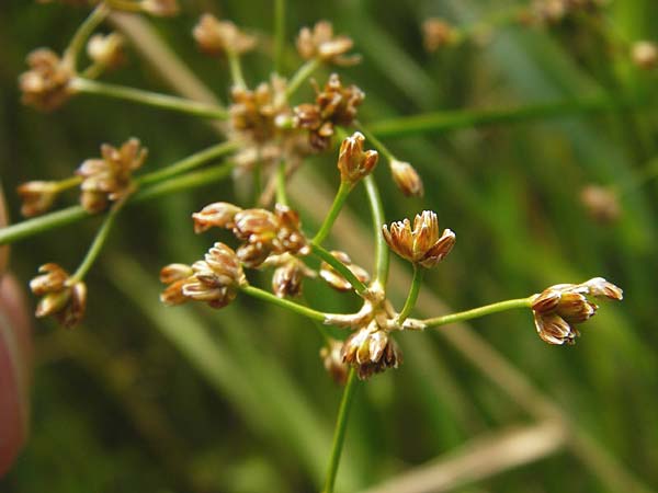 Juncus subnodulosus \ Kalk-Binse, Stumpfbltige Binse / Blunt-Flowered Rush, NL Renesse 9.8.2015