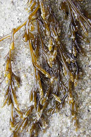 Sargassum muticum \ Japanischer Beeren-Tang, NL Nieuw-Haamstede 9.8.2015