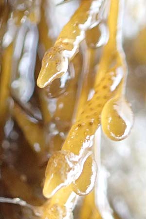 Sargassum muticum \ Japanischer Beeren-Tang, NL Nieuw-Haamstede 9.8.2015