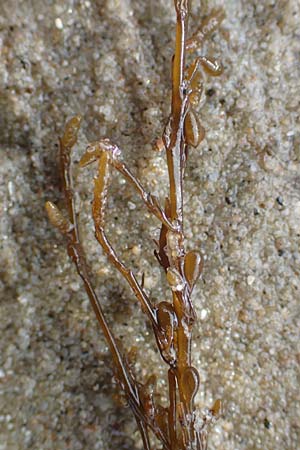 Sargassum muticum \ Japanischer Beeren-Tang, NL Nieuw-Haamstede 9.8.2015