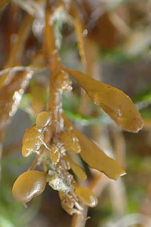 Sargassum muticum \ Japanischer Beeren-Tang, NL Nieuw-Haamstede 9.8.2015