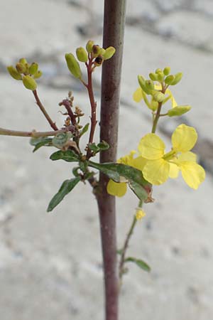 Brassica oleracea \ Klippen-Kohl, Wild-Kohl / Wild Cabbage, NL Zierikzee 12.8.2015