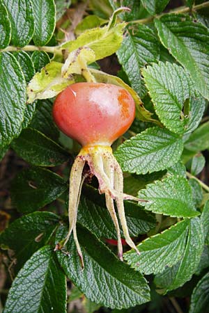 Rosa rugosa \ Kartoffel-Rose / Japanese Rose, NL Cadzand-Bad 11.8.2015