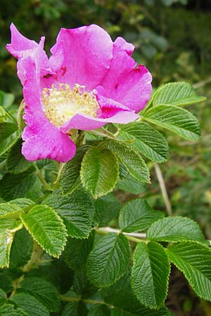 Rosa rugosa \ Kartoffel-Rose / Japanese Rose, NL Cadzand-Bad 11.8.2015