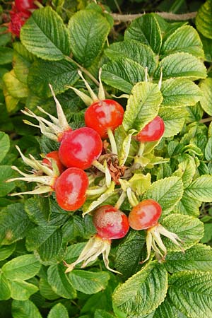 Rosa rugosa \ Kartoffel-Rose / Japanese Rose, NL Cadzand-Bad 11.8.2015