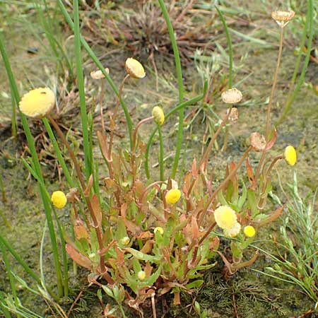 Cotula coronopifolia \ Krhenfublttrige Laugenblume / Common Brassbuttons, NL St. Philipsland 14.8.2015