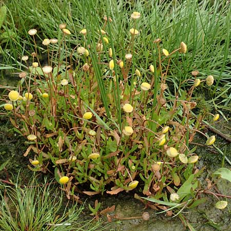 Cotula coronopifolia \ Krhenfublttrige Laugenblume / Common Brassbuttons, NL St. Philipsland 14.8.2015