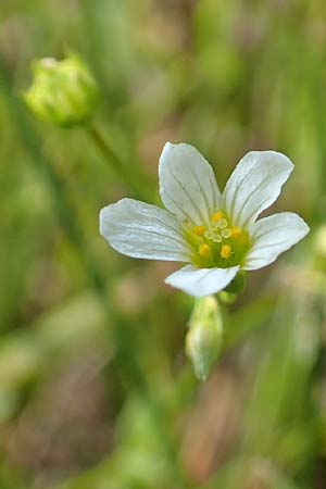 Linum catharticum \ Purgier-Lein / Fairy Flax, NL St. Philipsland 14.8.2015