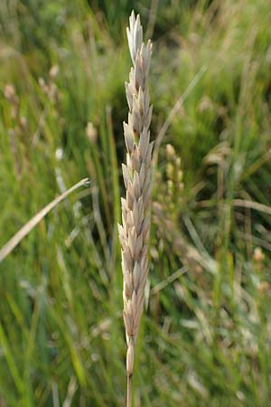 Leymus arenarius \ Strand-Roggen / Sea Lyme Grass, NL Zierikzee 13.8.2015