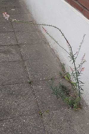 Linaria purpurea \ Purpurrotes Leinkraut / Purple Toadflax, NL Zierikzee 12.8.2015