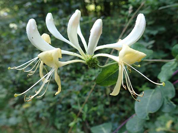 Lonicera periclymenum \ Wald-Geiblatt / Honeysuckle, NL Vaals 20.8.2022