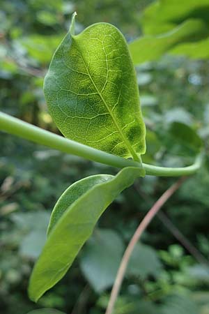 Lonicera periclymenum \ Wald-Geiblatt / Honeysuckle, NL Vaals 20.8.2022