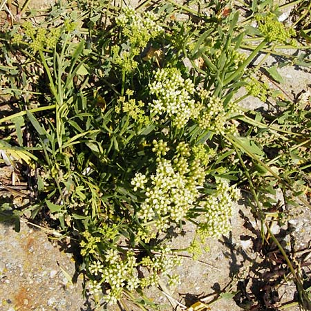 Crithmum maritimum \ Meer-Fenchel / Rock Samphire, NL Reimerswaal 8.8.2015