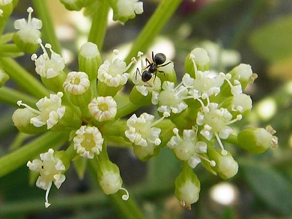 Crithmum maritimum \ Meer-Fenchel / Rock Samphire, NL Reimerswaal 8.8.2015