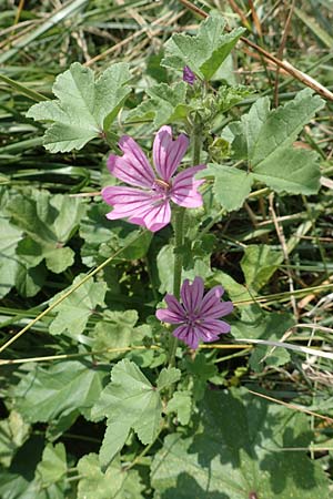 Malva sylvestris \ Wilde Malve, Groe Ksepappel / Common Mallow, NL Colijnsplaat 13.8.2015