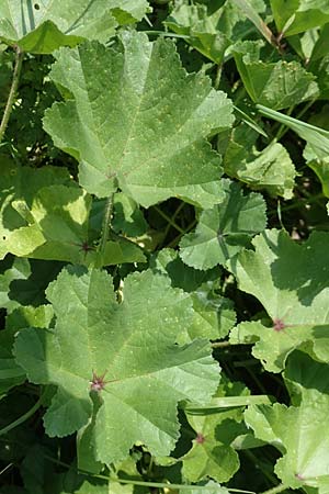 Malva sylvestris \ Wilde Malve, Groe Ksepappel / Common Mallow, NL Colijnsplaat 13.8.2015