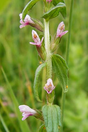 Odontites vernus \ Frhlings-Zahntrost / Red Bartsia, NL Cadzand-Bad 11.8.2015